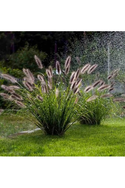 Пенісетум лисохвостий `Блек Б`юті` у саду природного стилю